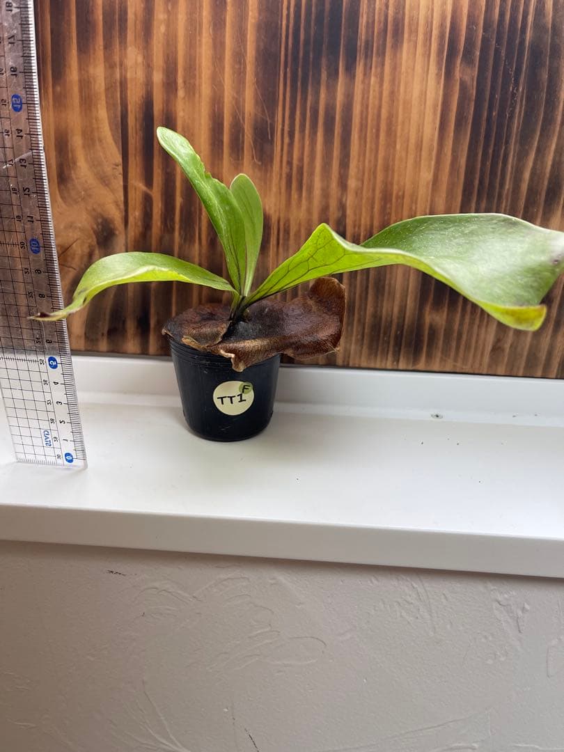 ビカクシダ5株セットＦ