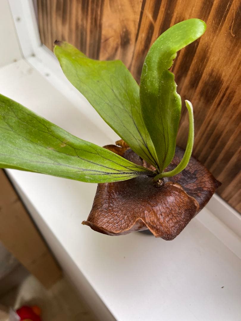 ビカクシダ5株セットＦ