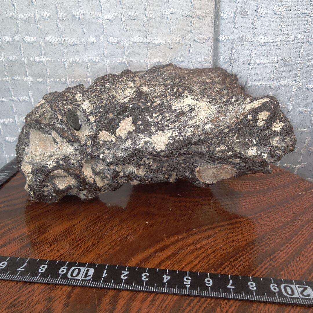 骨董１２ 化石？ ナウマンゾウ？ 骨董 アンティーク ヴィンテージ