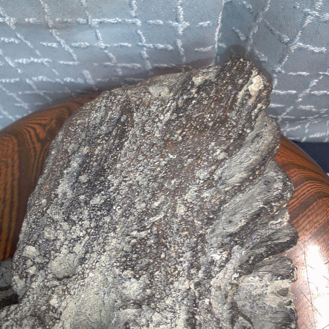 骨董１２ 化石？ ナウマンゾウ？ 骨董 アンティーク ヴィンテージ