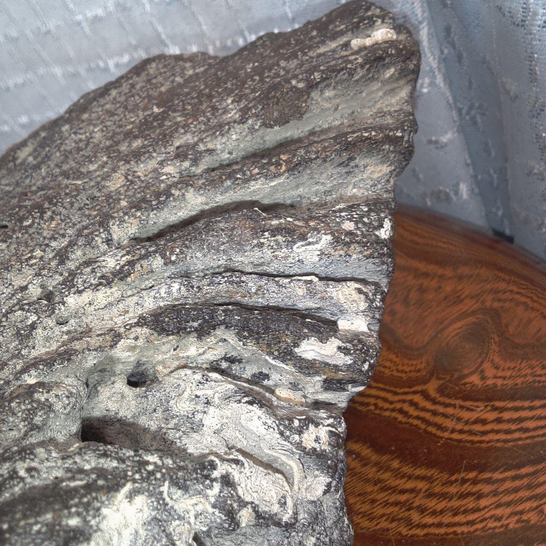 骨董１２ 化石？ ナウマンゾウ？ 骨董 アンティーク ヴィンテージ