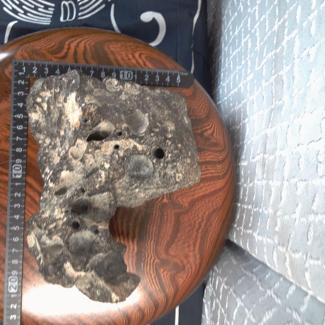 骨董１２ 化石？ ナウマンゾウ？ 骨董 アンティーク ヴィンテージ