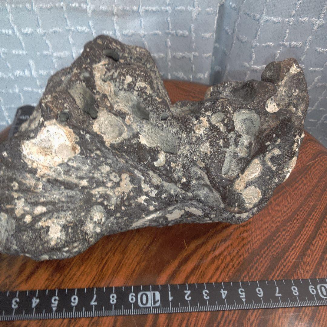 骨董１２ 化石？ ナウマンゾウ？ 骨董 アンティーク ヴィンテージ
