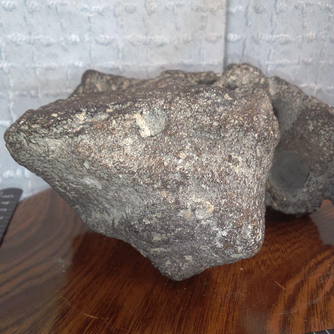 骨董１２ 化石？ ナウマンゾウ？ 骨董 アンティーク ヴィンテージ