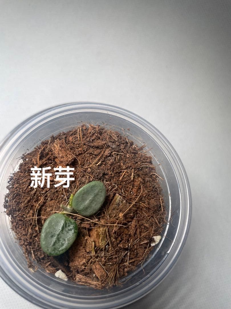Lily様確認専用ページ