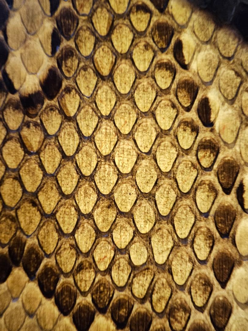 沖縄 三線　蛇皮 ソフトケース、ツメ付き 強化