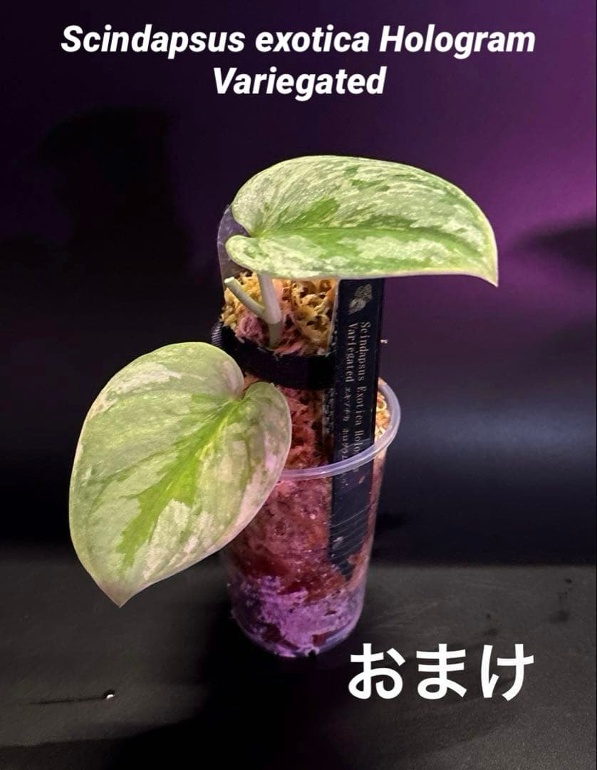 スキンダプサス　レアセット　L7 エキゾチカのおまけ付き