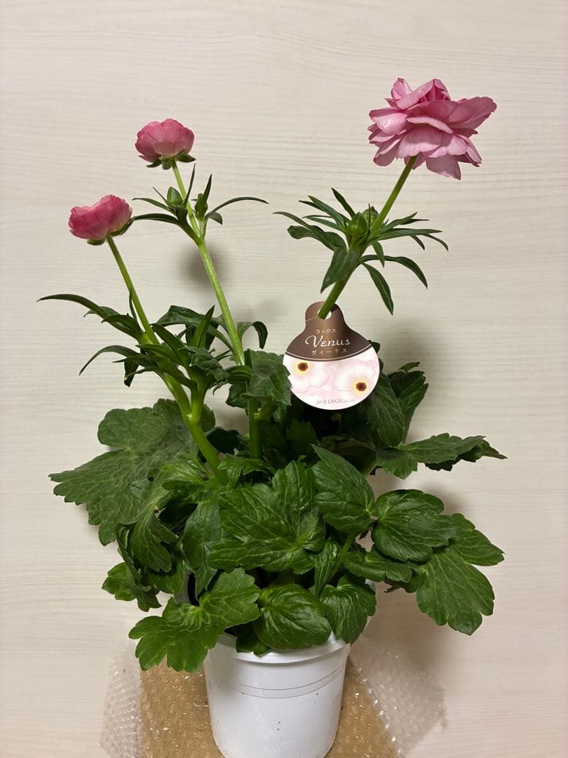 ラナンキュラスラックス　5号開花苗　新品種ペネロペ　ヴィーナス　アウラ　3苗