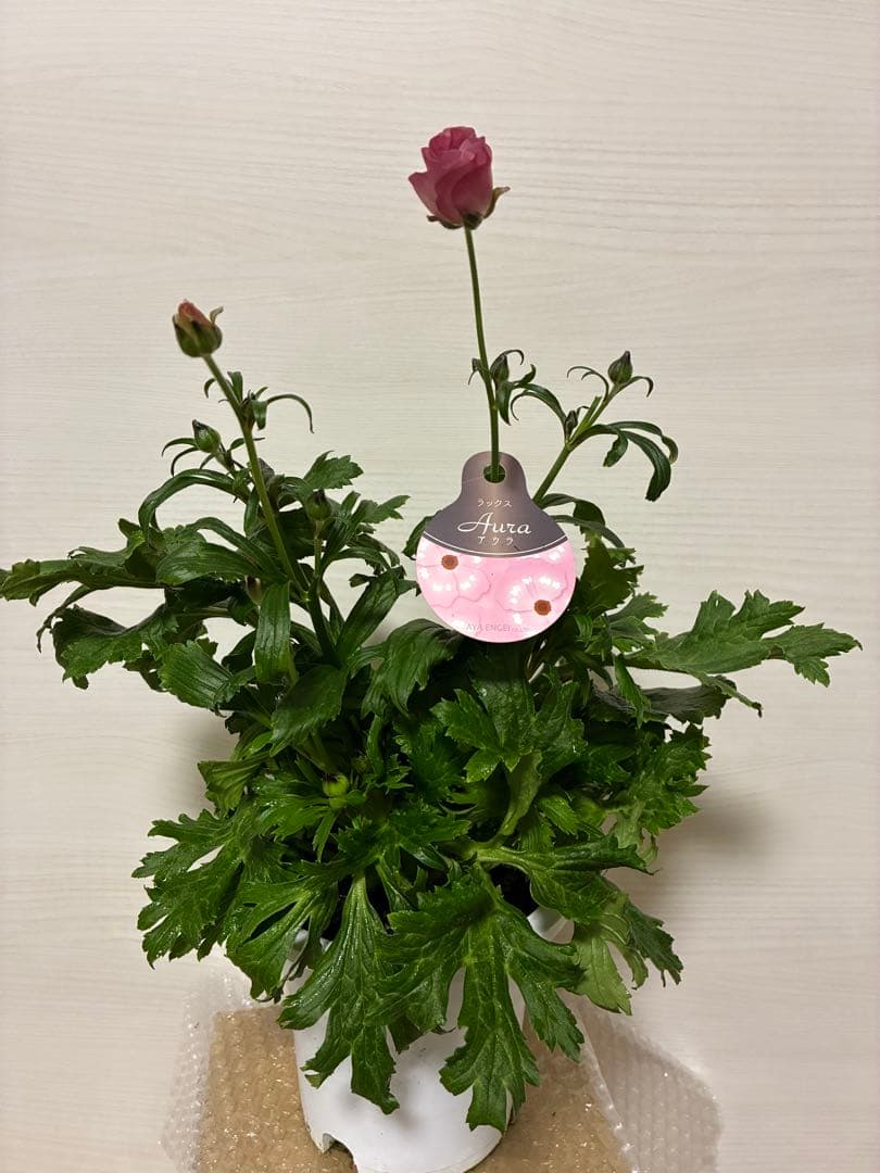 ラナンキュラスラックス　5号開花苗　新品種ペネロペ　ヴィーナス　アウラ　3苗