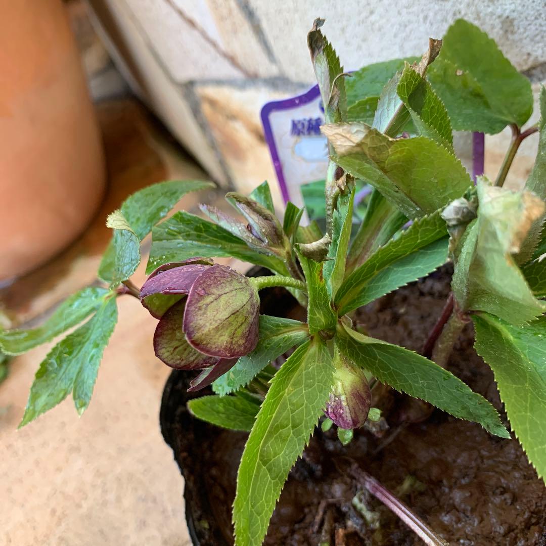 ★クリスマスローズ原種クロアチカス開花株現品★