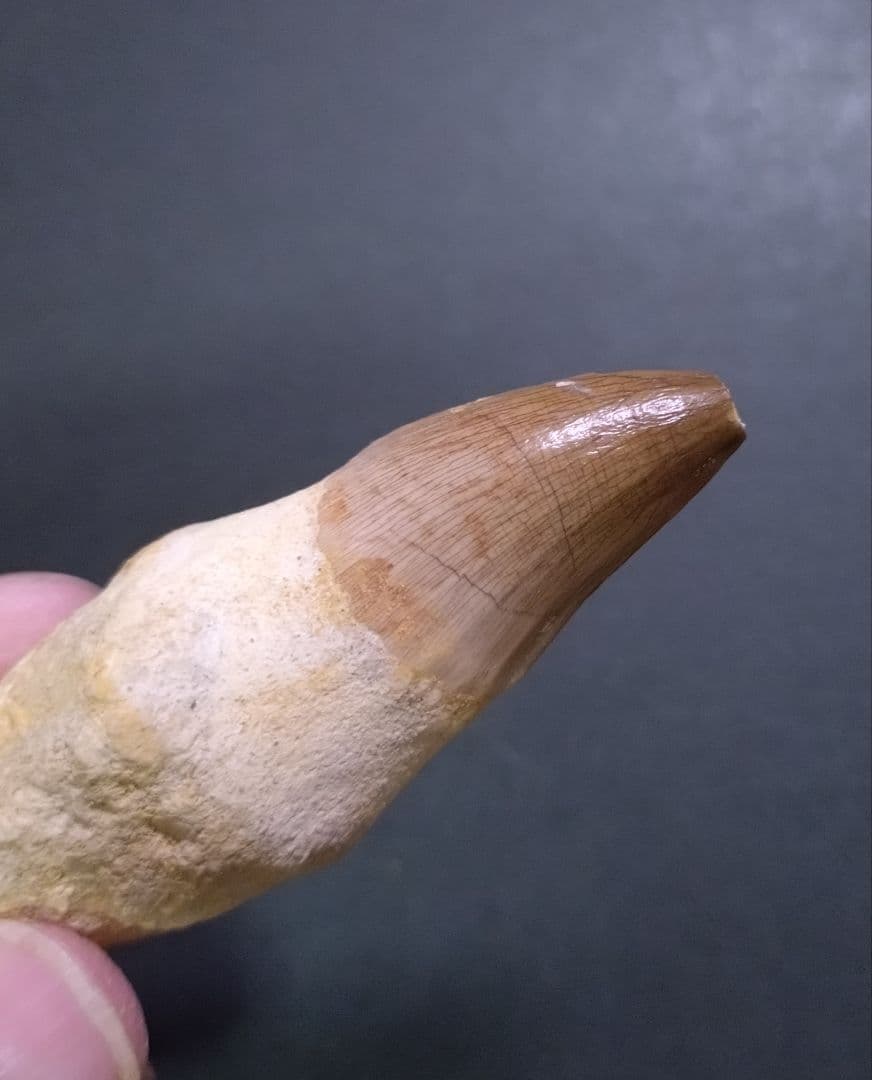 【訳ありお買い得】本物の恐竜の化石 モロッコ産モササウルスの歯 歯根付4本セット