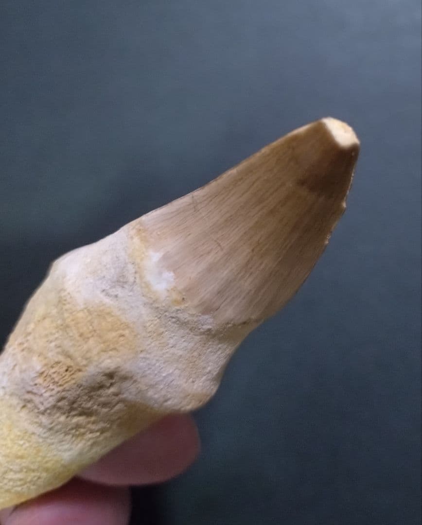 【訳ありお買い得】本物の恐竜の化石 モロッコ産モササウルスの歯 歯根付4本セット