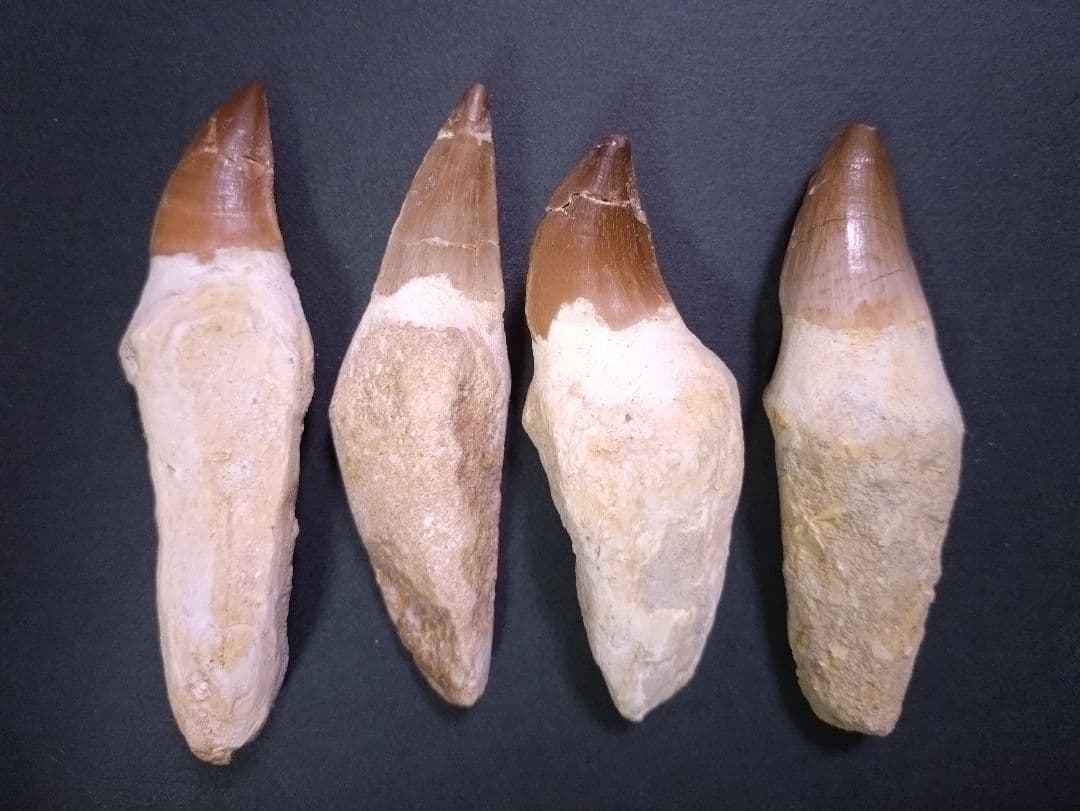 【訳ありお買い得】本物の恐竜の化石 モロッコ産モササウルスの歯 歯根付4本セット