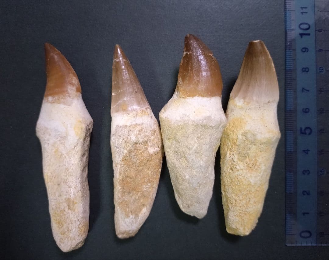 【訳ありお買い得】本物の恐竜の化石 モロッコ産モササウルスの歯 歯根付4本セット