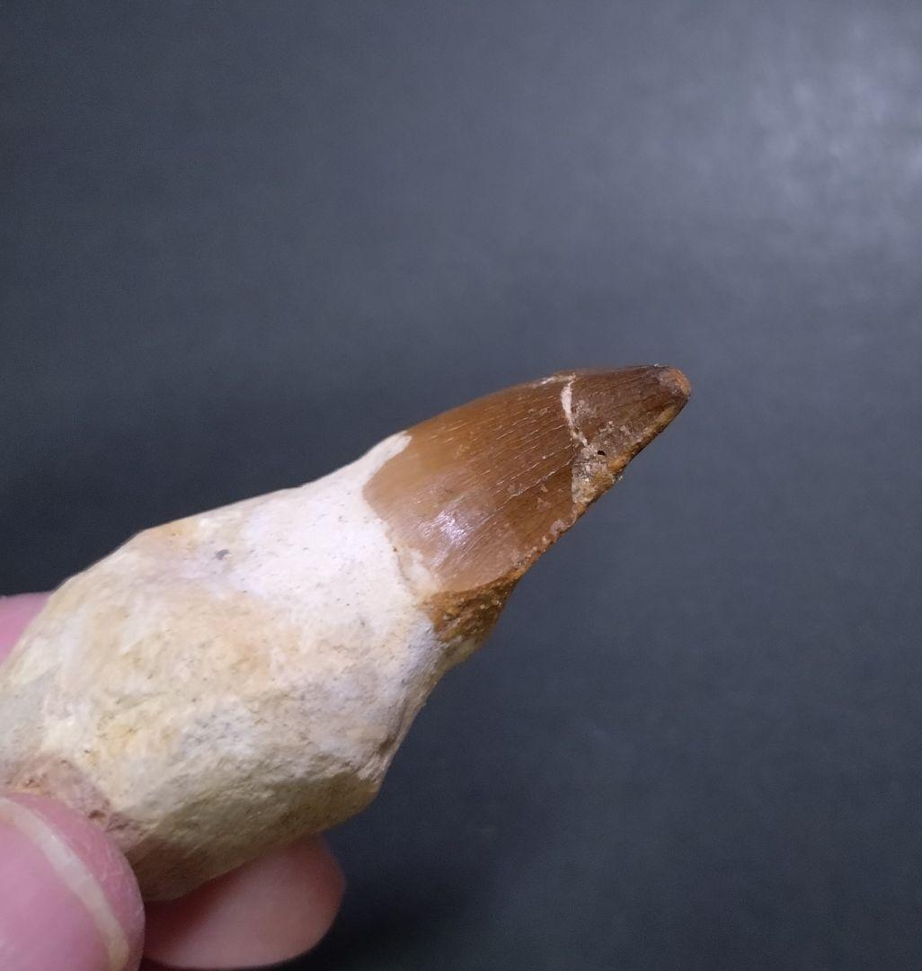 【訳ありお買い得】本物の恐竜の化石 モロッコ産モササウルスの歯 歯根付4本セット