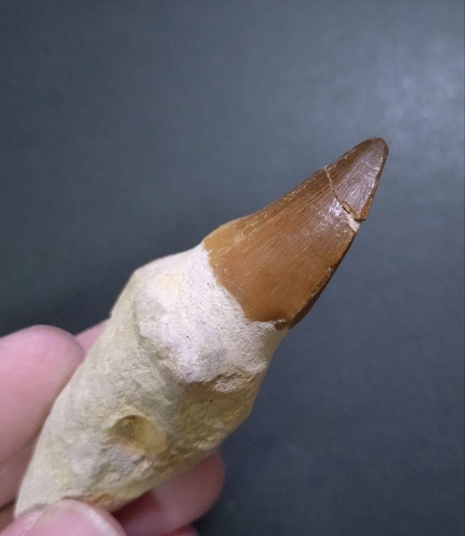 【訳ありお買い得】本物の恐竜の化石 モロッコ産モササウルスの歯 歯根付4本セット