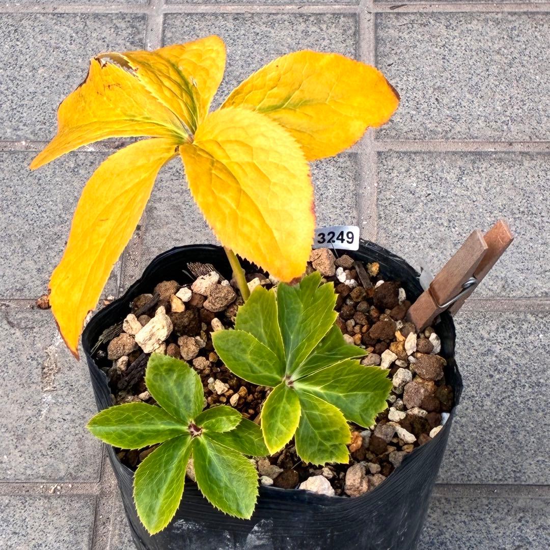 ヒ*イ様 ❤️開花株❤️根パンパン❤️⭐️超⭐️沢山新芽元気株❤️3249⭐️S