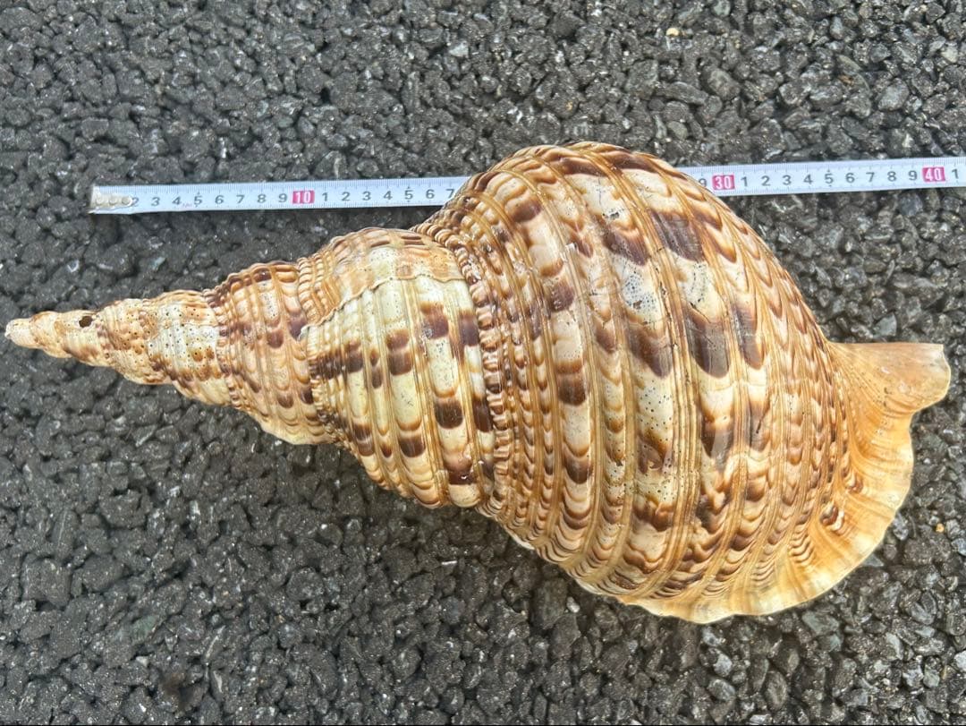 法螺貝37.3cm