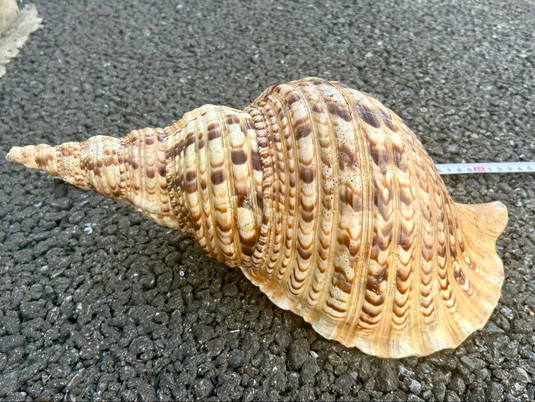 法螺貝37.3cm