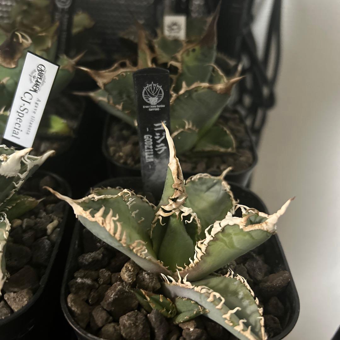 t*i様 アガベ　チタノタ　OC子株 2種セット　台湾ゴジラ　白毫棘　両方2頭