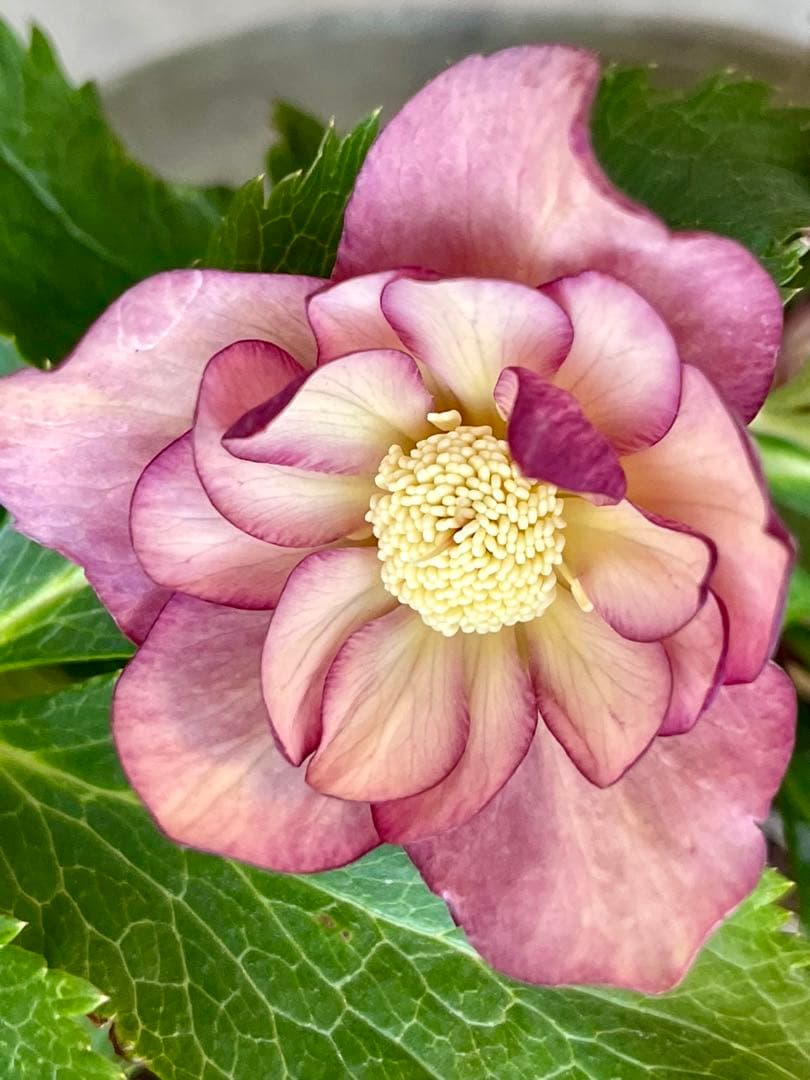 クリスマスローズ苗⭐️130 アプリコットバイカラーダブル