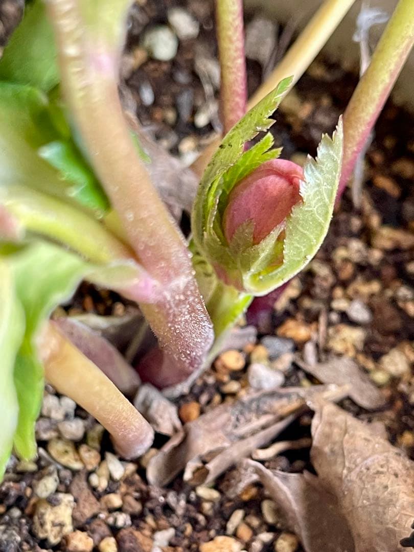 クリスマスローズ苗⭐️130 アプリコットバイカラーダブル