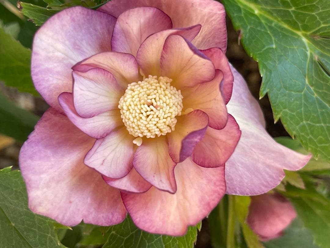 クリスマスローズ苗⭐️130 アプリコットバイカラーダブル