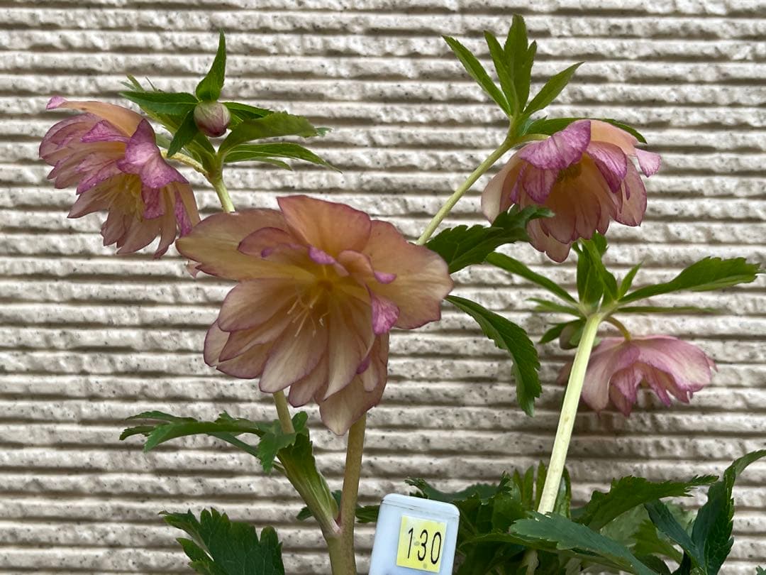 クリスマスローズ苗⭐️130 アプリコットバイカラーダブル