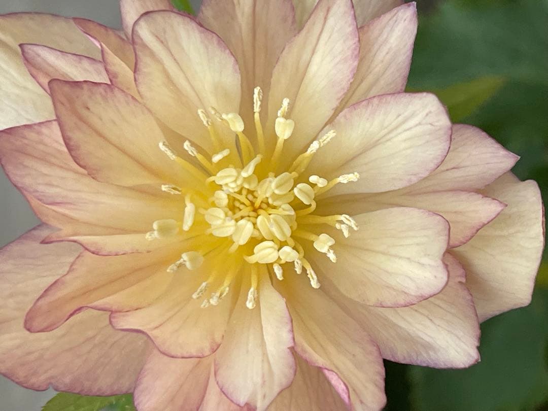 クリスマスローズ苗⭐️130 アプリコットバイカラーダブル