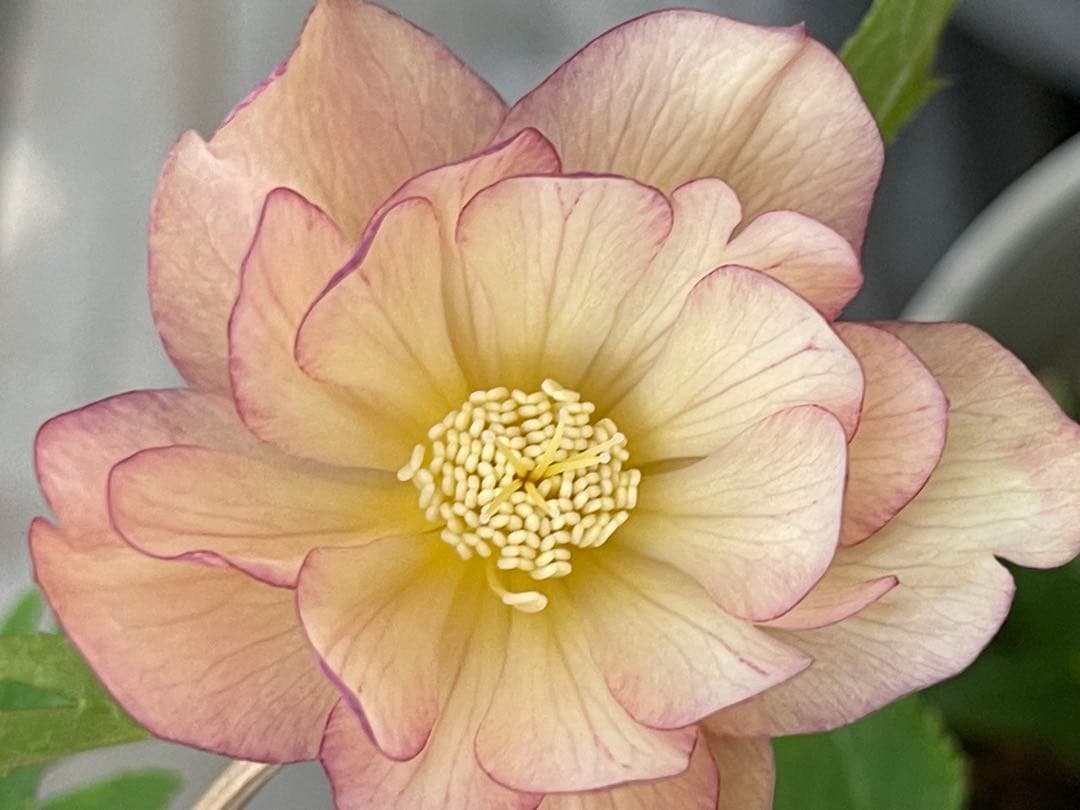 クリスマスローズ苗⭐️130 アプリコットバイカラーダブル