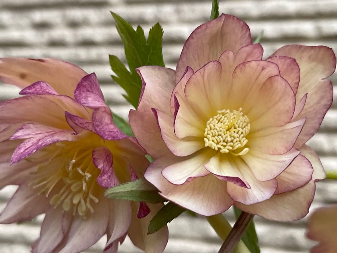 クリスマスローズ苗⭐️130 アプリコットバイカラーダブル