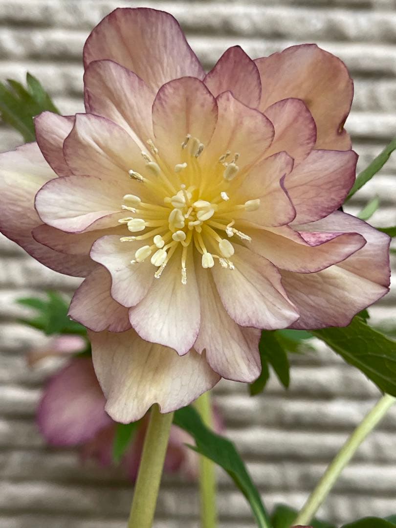 クリスマスローズ苗⭐️130 アプリコットバイカラーダブル