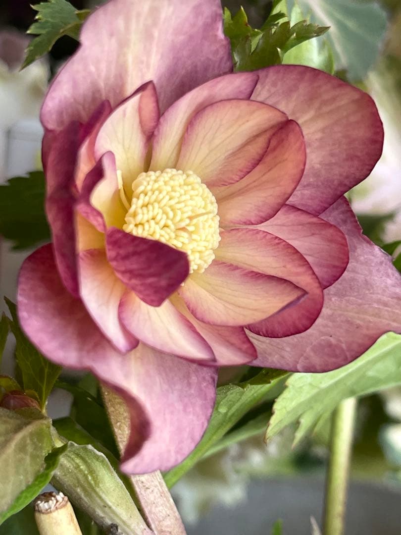 クリスマスローズ苗⭐️130 アプリコットバイカラーダブル