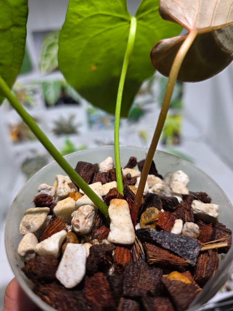 熱帯植物　アンスリウム　Ace of Spades×Magnificum 兎型