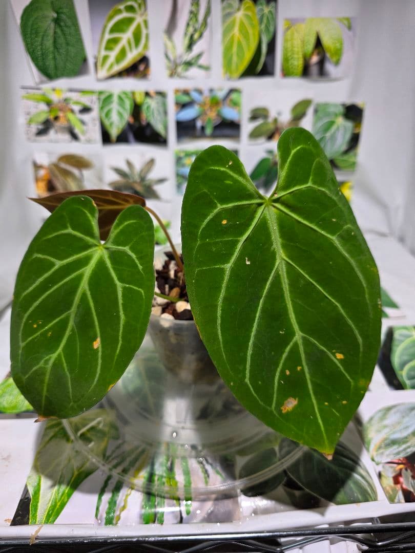 熱帯植物　アンスリウム　Ace of Spades×Magnificum 兎型