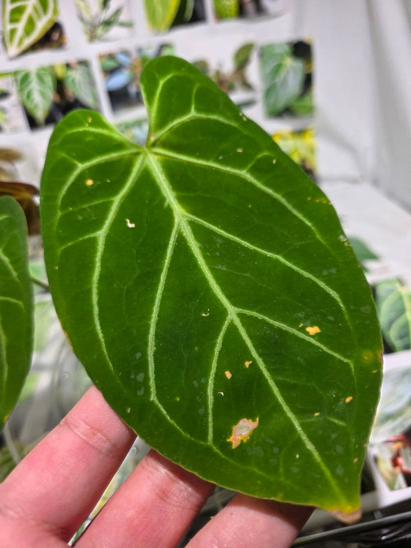 熱帯植物　アンスリウム　Ace of Spades×Magnificum 兎型