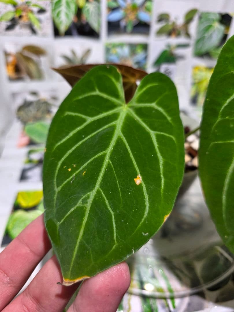 熱帯植物　アンスリウム　Ace of Spades×Magnificum 兎型