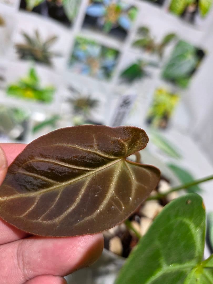 熱帯植物　アンスリウム　Ace of Spades×Magnificum 兎型