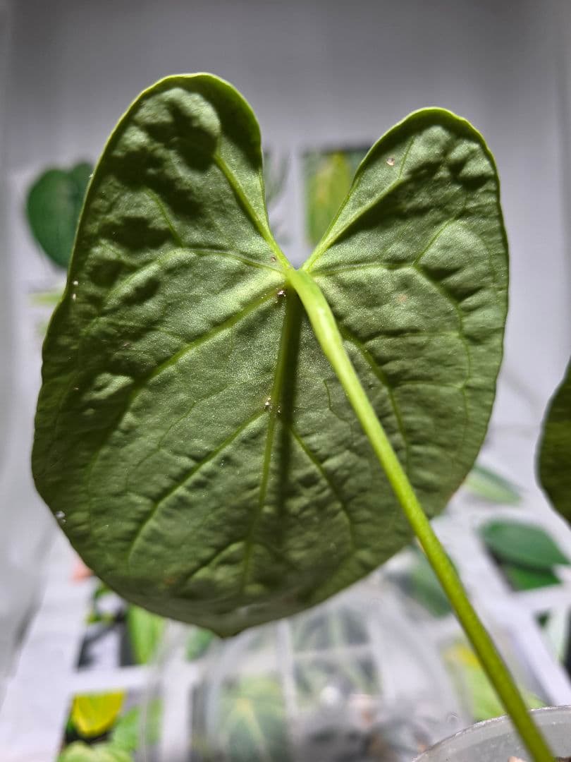 熱帯植物　アンスリウム　Ace of Spades×Magnificum 兎型