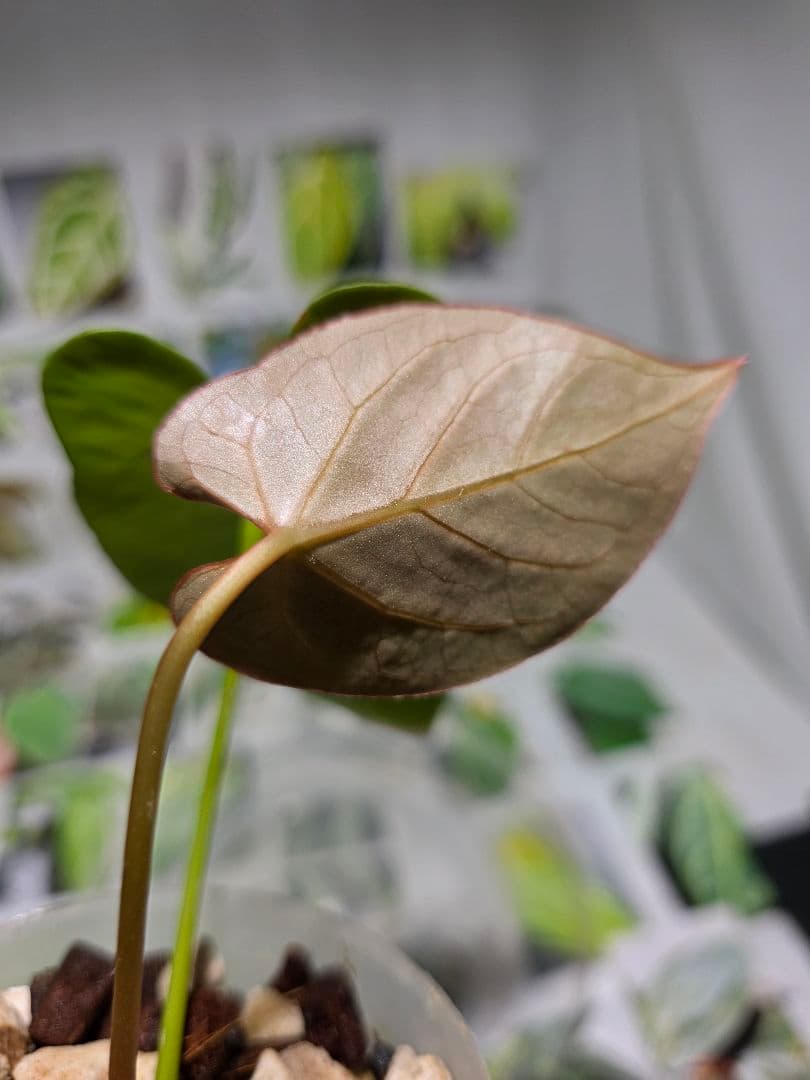 熱帯植物　アンスリウム　Ace of Spades×Magnificum 兎型