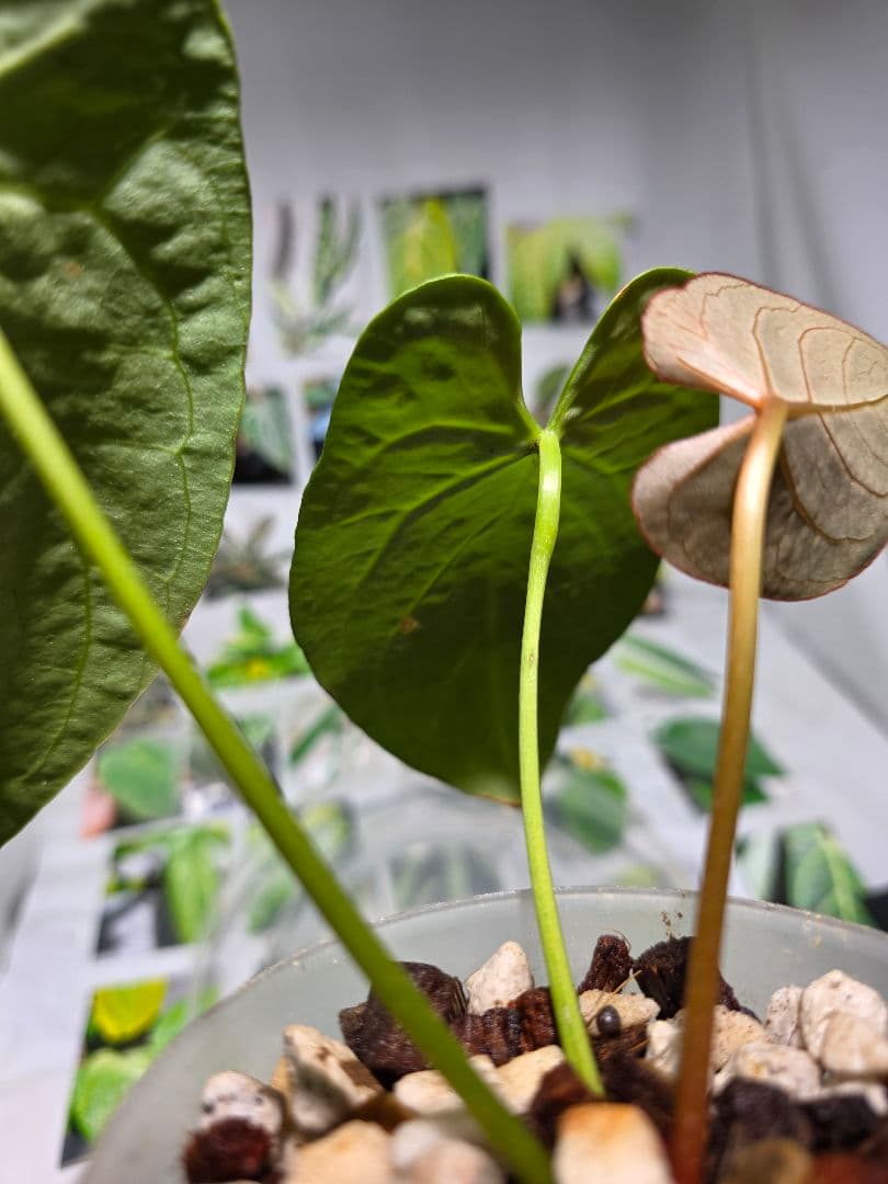 熱帯植物　アンスリウム　Ace of Spades×Magnificum 兎型