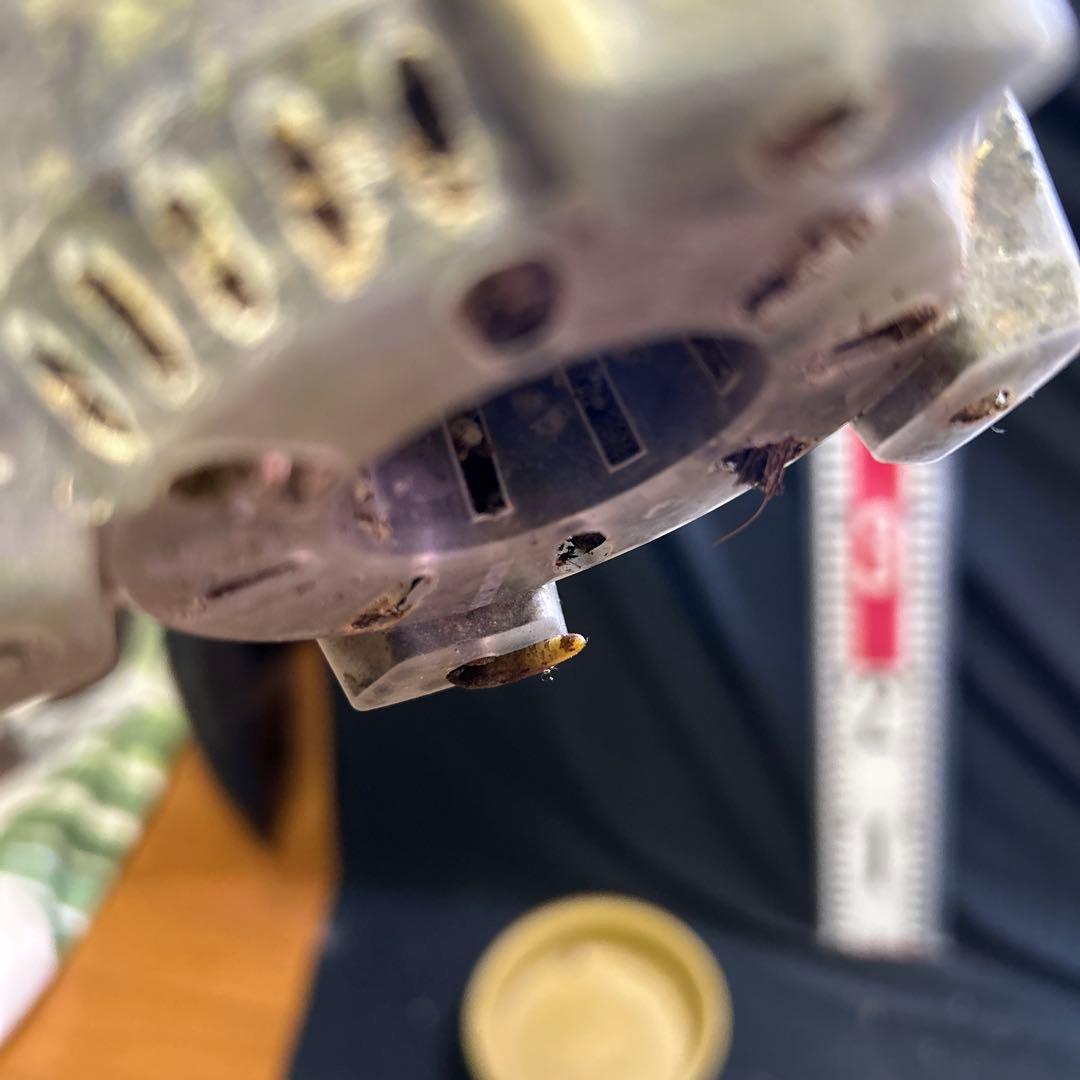 [美散り~ハフムーン] 黄色斑入りモンステラボルシギアナオーレア