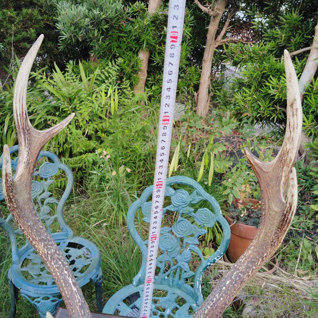 鹿の角 インテリア装飾 木製台座。刀掛け