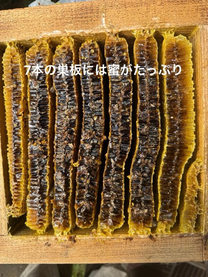 ニホンミツバチ　重箱式巣箱4段 スライド底板 付巣門台座　スノコ付き　セット割引