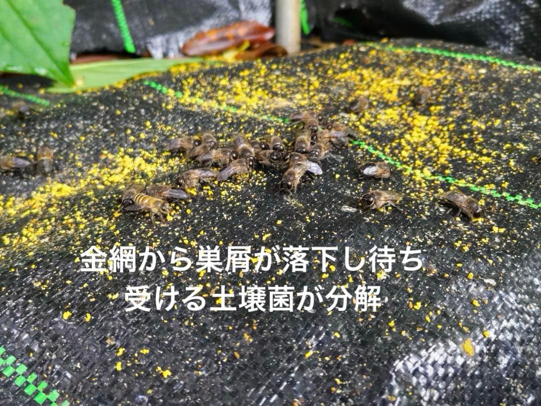 ニホンミツバチ　重箱式巣箱4段 スライド底板 付巣門台座　スノコ付き　セット割引
