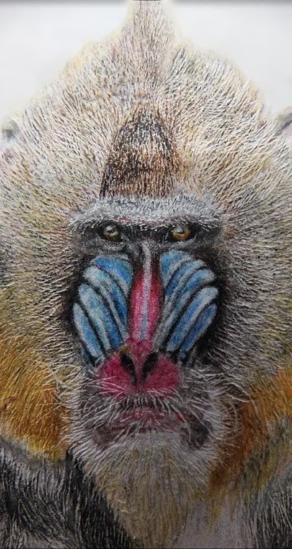 色鉛筆画