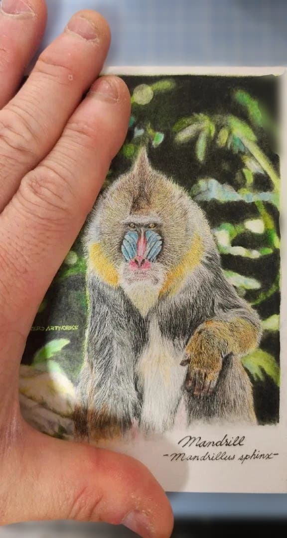 色鉛筆画