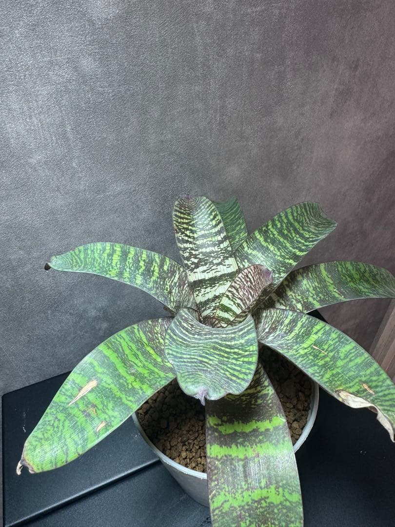 フリーセア・レッドチェスナット 4号鉢 タンクブロメリア 観葉植物