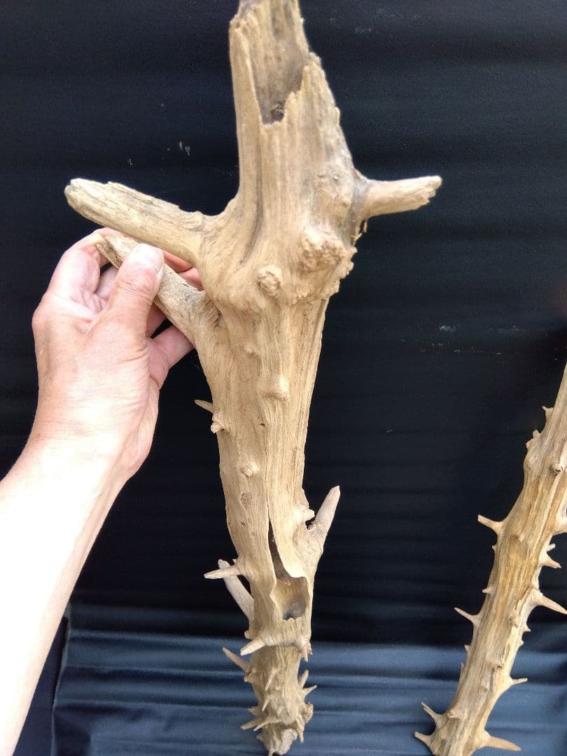 「流木ポール」1本を半分にカットしてます。