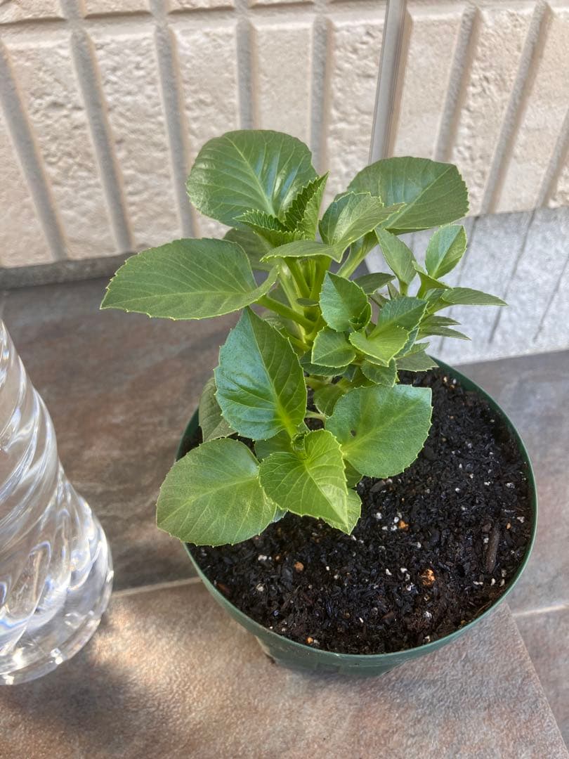 ダリアカフェオレb花苗　超希少3／1撮影